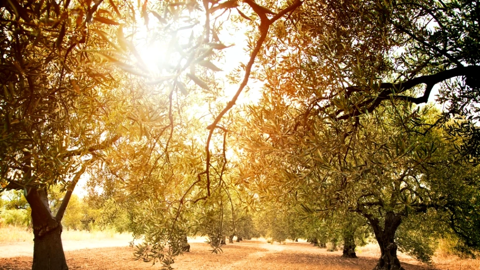 Oraşul care a interzis măslinii. Mii de copaci vor fi smulşi din rădăcină