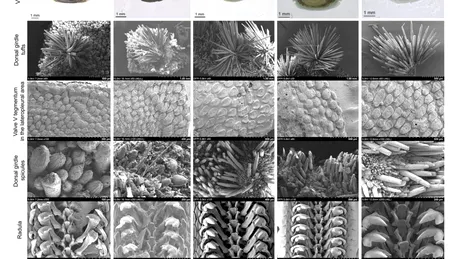 O specie neschimbată în ultimii 300 de milioane de ani, descoperită în apele sud-coreene