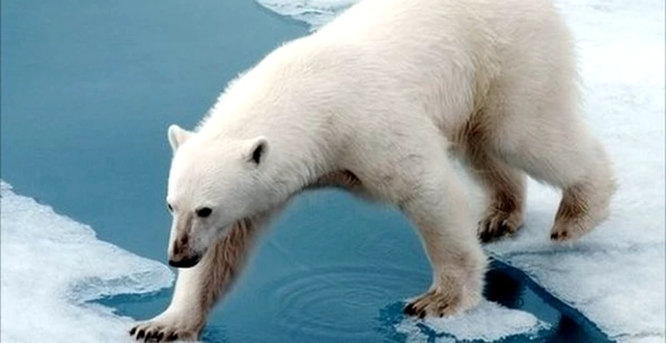 Alegeti! Ursii polari sau masinile?