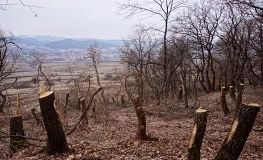Pădurea Hoia-Baciu, celebră pentru ”fenomene paranormale”, a început să fie tăiată