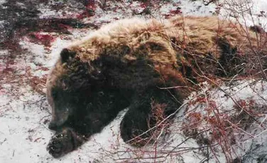 Ucigasul ultimei ursoaice din Pirinei a fost achitat