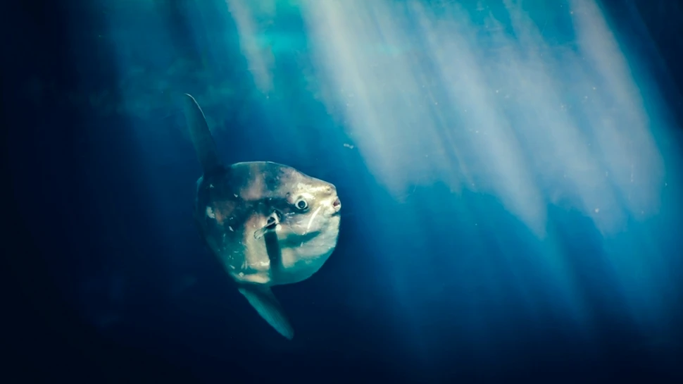 Cât de puţin ne cunoaştem planeta! Tocmai au fost descoperiţi 95% din peştii de pe Terra!