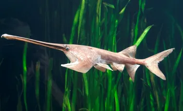 Cum au apărut animalele cu patru membre? Un peşte străvechi poartă răspunsul în gene