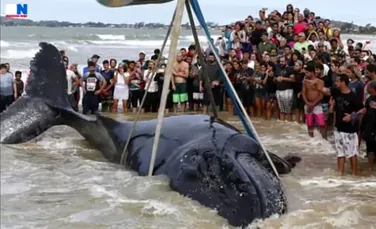 Caz impresionant în Brazilia: sute de localnici au încercat să salveze o balenă eşuată