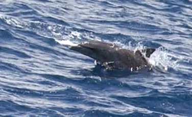 Un delfin mutilat inoata cu ajutorul unei proteze