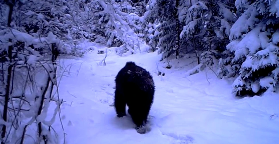 WWF avertizează: Vânătoarea urșilor în România trebuie justificată cu date credibile