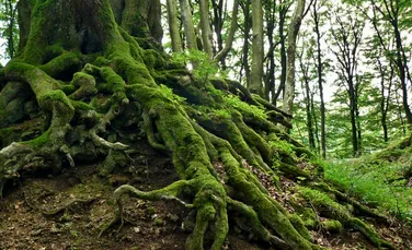Evoluția rădăcinilor copacilor ar fi putut determina extincțiile în masă din trecut