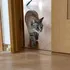Care este legătura dintre pisici și fericire?