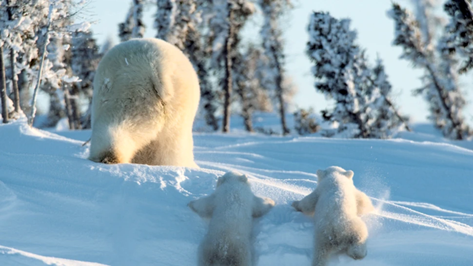 Wildlife photographer of the year