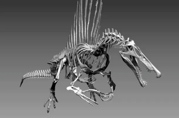 Noua reconstituire a înfăţişării lui Spinosaurus aegyptiacus: un prădător bine adaptat la viaţa acvatică.