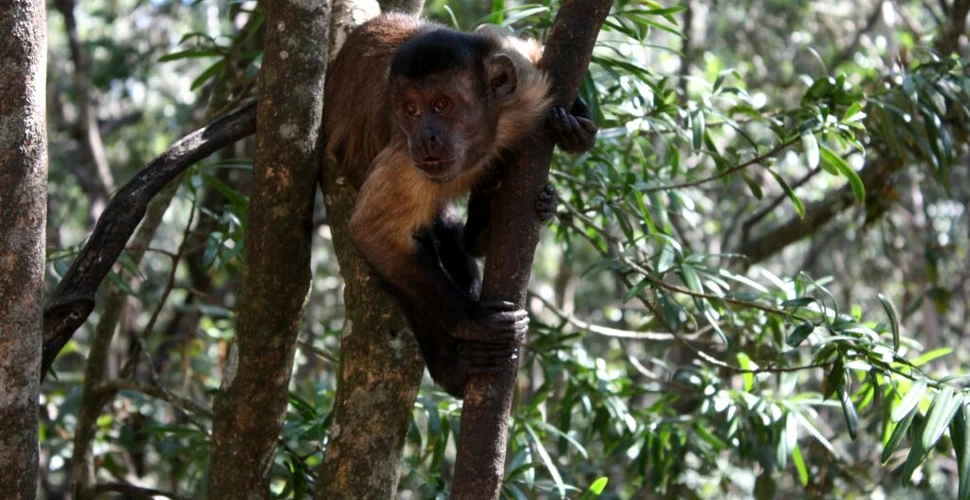 Maimuțele capucin folosesc pietre și bețe pentru a căuta mâncare în pământ