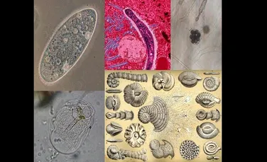 Microscopica lume vie a apelor (VIDEO)