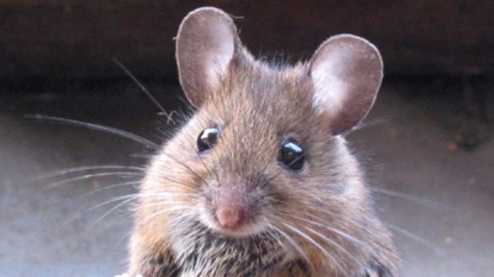 Soarecii traversau marile inca de acum 3 500 ani