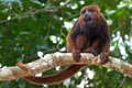 Maimuțele amazoniene contractează hepatita B umană, iar defrișările agravează situația