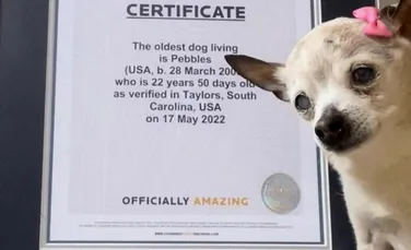 Pebbles, cel mai bătrân câine din lume, a murit. Câți ani avea?