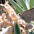 O nouă specie de fluturi a fost descoperită într-un loc neașteptat
