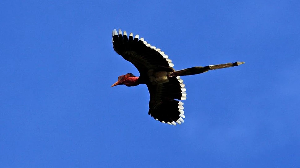 Pasărea care valorează mai mult ca fildeşul