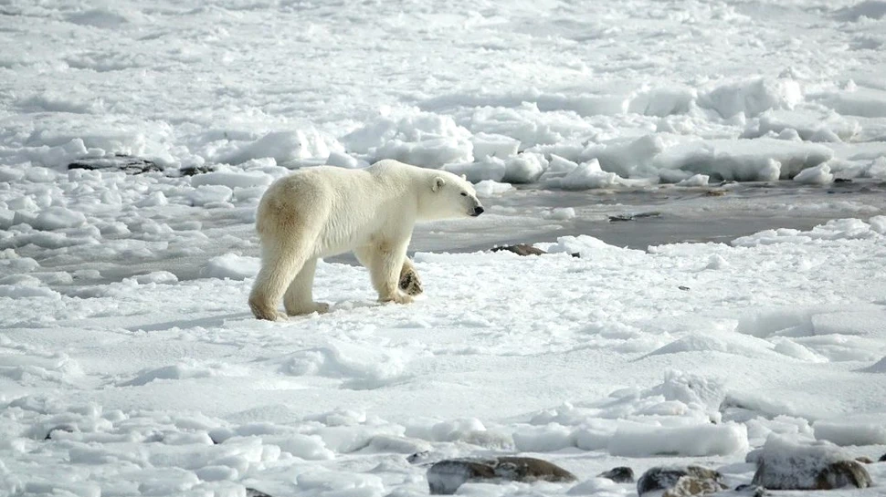 Schimbările climatice s-ar putea stabiliza în următoarele decenii, arată un nou studiu