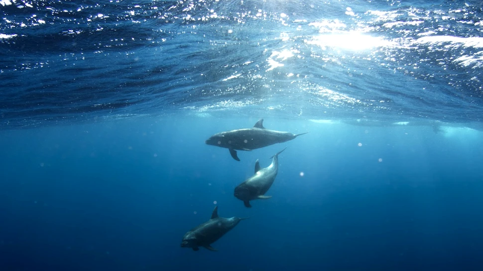 Acesta este sunetul pe care un delfin ar putea să îl audă înainte de a fi mâncat