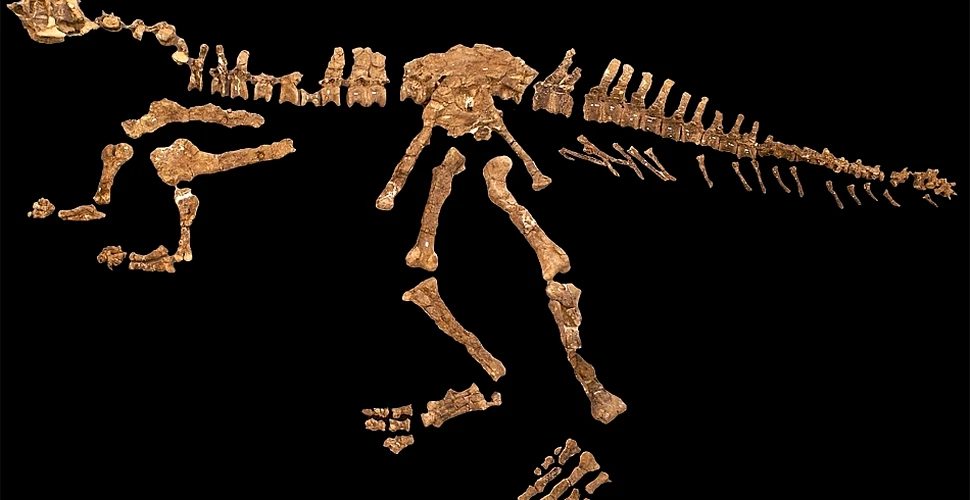 Un dinozaur cu „braţe extrem de mici” a fost descoperit în Argentina