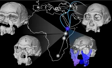 Ce au observat cercetătorii după ce au reconstituit fața lui Homo erectus?