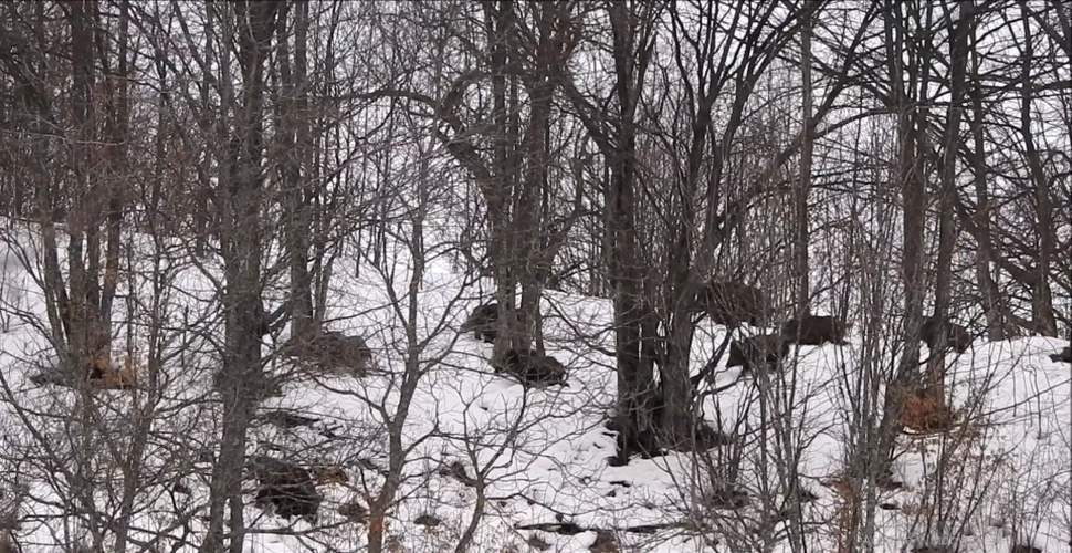 O turmă de mistreţi a fost văzută în timp ce căuta hrană sub stratul gros de zăpadă, într-o pădure din Caraş-Severin – VIDEO
