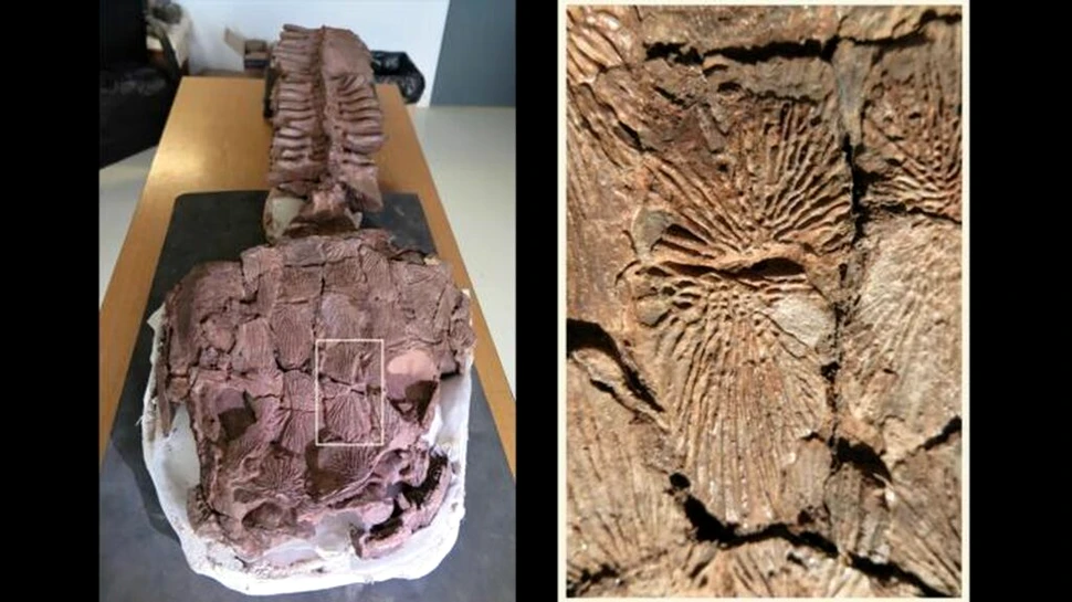 Fosilele unui vânător gigant au fost descoperite în Namibia