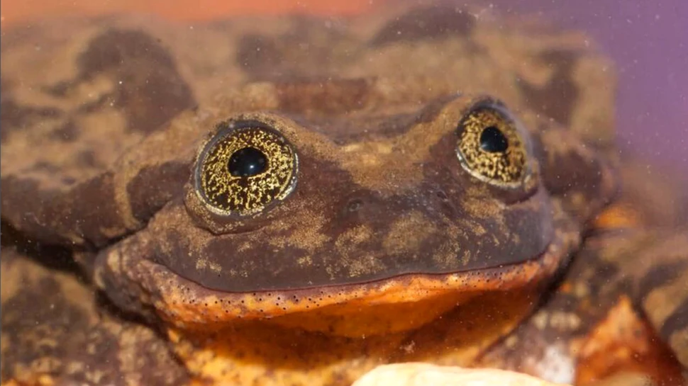 Burlacul Romeo şi-a găsit Julieta. Broscoiul care îşi poate salva specia de la extincţie
