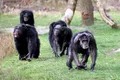 În 2018, cel mai mare grup de cimpanzei sălbatici din lume s-a divizat fără să mai încerce vreodată să se împace