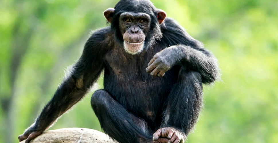Prima dovadă că până și cimpanzeii trec prin menopauză
