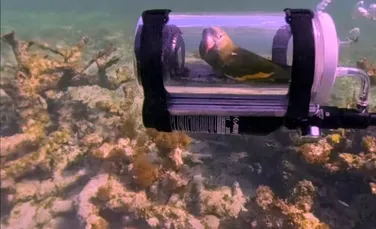 Un bărbat a creat un mic submarin pentru ca papagalul său poată privi viața de sub apă