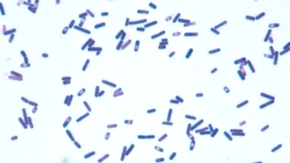 O bacterie din sol – potenţială armă împotriva cancerului