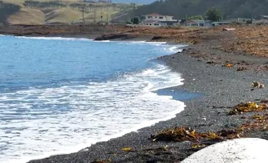 Descoperirea impresionată făcută de cercetători pe o plajă din Noua Zeelandă. „Ce bestie!”