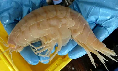 Un crustaceu gigant a fost descoperit într-o groapă abisală (FOTO)