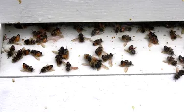 „Echipa morţii” – parazit+virus – decimează albinele lumii