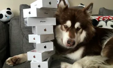 Generaţia decadentă: Fiul unui miliardar chinez i-a cumpărat câinelui său Coco opt telefoane iPhone 7