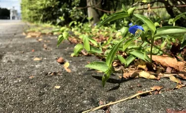 Cum s-au adaptat plantele pentru viața la oraș?