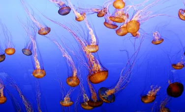 Veninul unei meduze gigant este atât de complex încât cercetătorii nu știu ce îl face periculos
