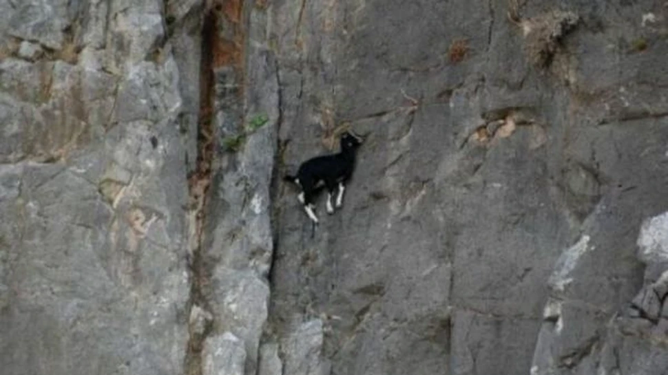 Cei mai buni cataratori din lumea animala (FOTO)