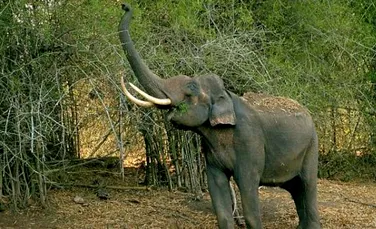Commando impotriva ucigasului de elefanti