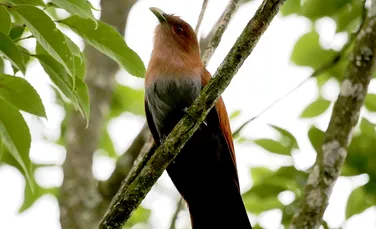 FOTO. Unele păsări ale paradisului au pene extrem de negre, iar motivul îi contrariază pe biologi