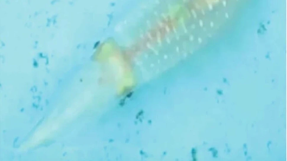 Un calamar a fost filmat, în premieră, în timp ce își schimbă culoarea pentru a se camufla