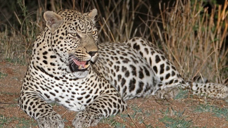 Campan, regele leoparzilor (VIDEO)
