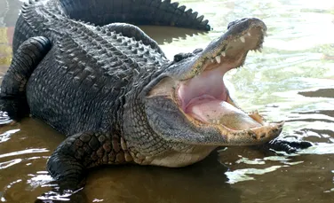 Un aligator rar a avut nevoie de operație. Ce au găsit medicii veterinari în stomacul său?