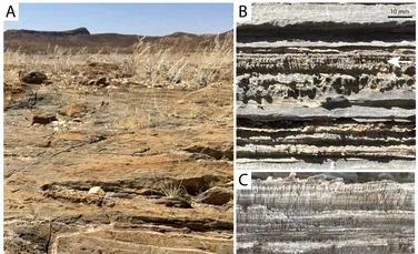 O formă de viață necunoscută a creat structuri în deșertul Namib cu peste un milion de ani în urmă