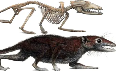 O creatură cu aspect de şoarece este strămoşul omului