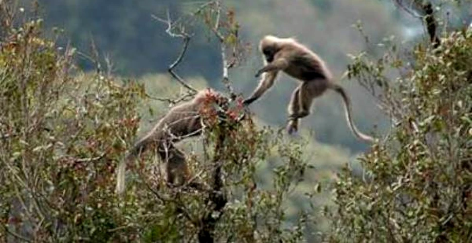 Maimutele tanzaniene, pe cale de extinctie