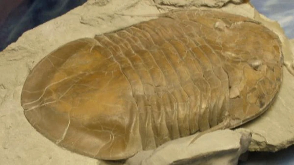 Trilobitii – Gigantii de la inceputul lumii