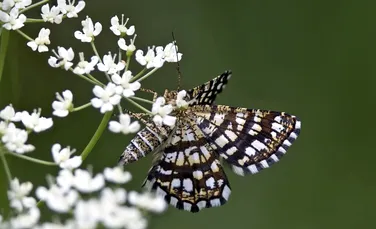 Iată cum viața urbană europeană rescrie ADN-ul insectelor
