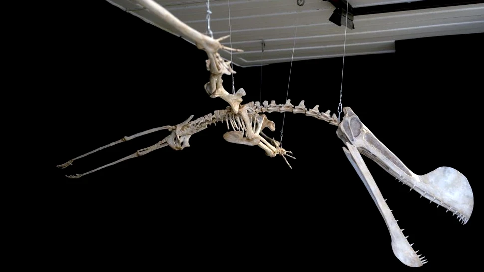 Cea mai mare reptilă zburătoare fosilizată descoperită în emisfera sudică a fost dezvăluită în Rio de Janeiro